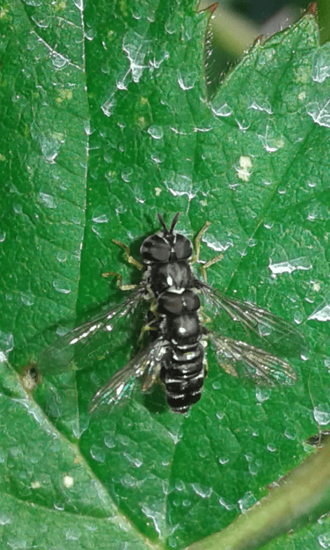 Syrphidae : coppia di Paragus pecchiolii ?